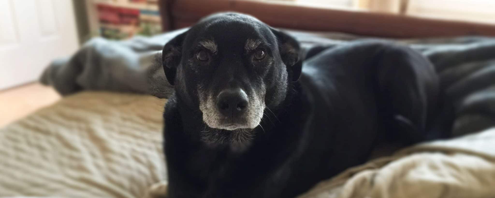 North Forsyth Animal Hospital • (678) 2089000 • Veterinarian in