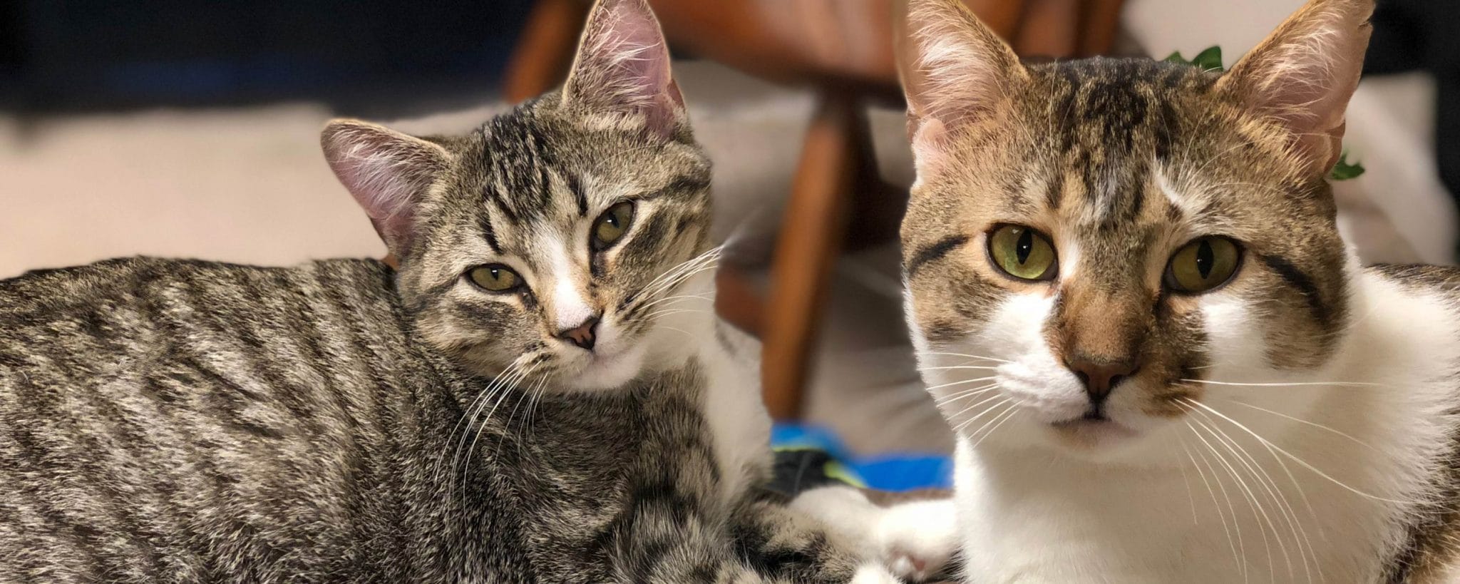 North Forsyth Animal Hospital • (678) 2089000 • Veterinarian in