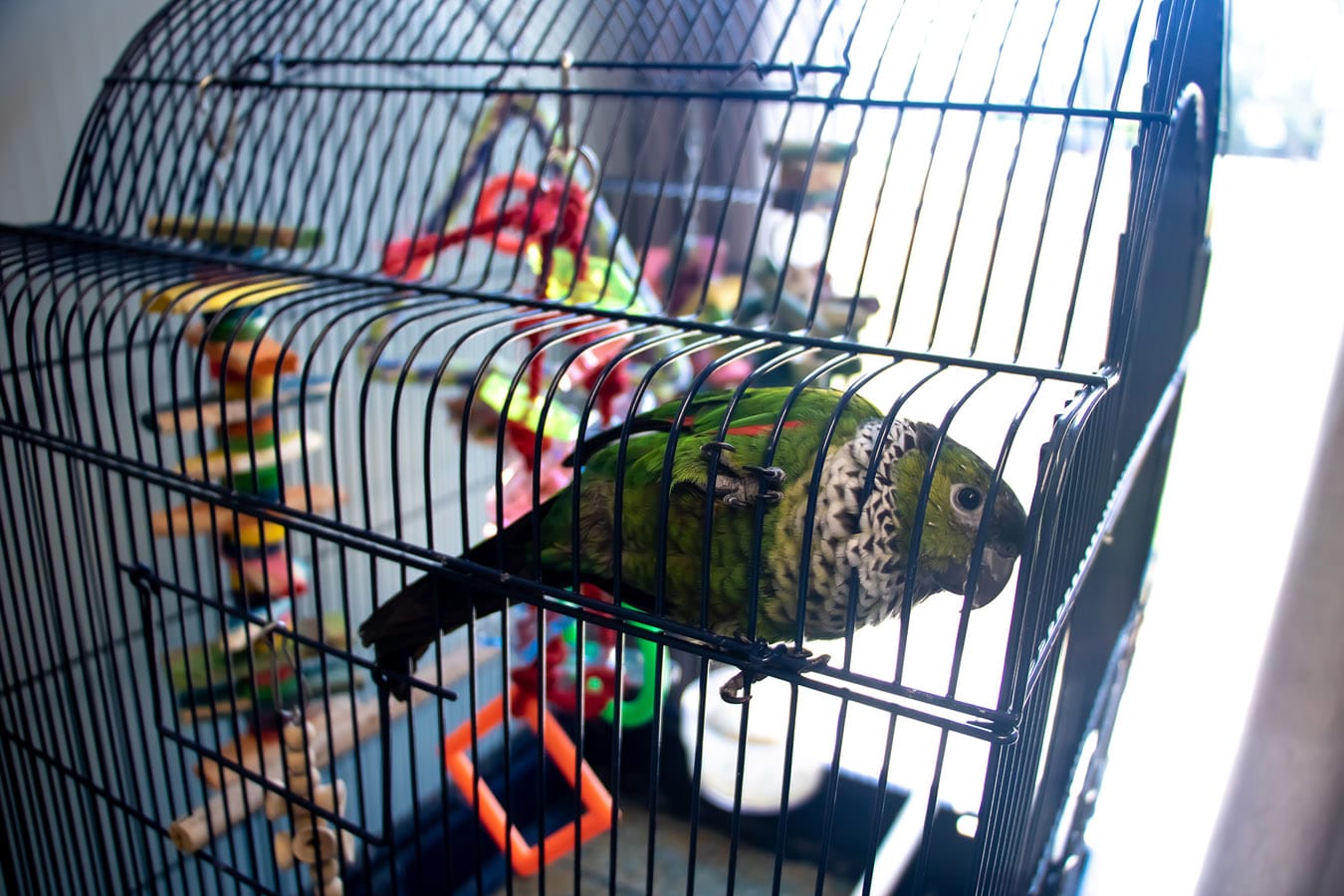 North Forsyth Animal Hospital • (678) 2089000 • Veterinarian in