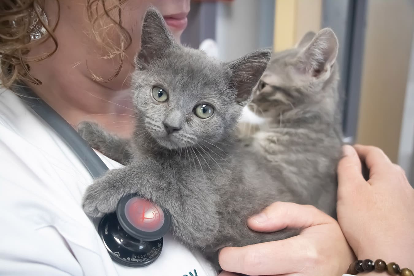 North Forsyth Animal Hospital • (678) 2089000 • Veterinarian in