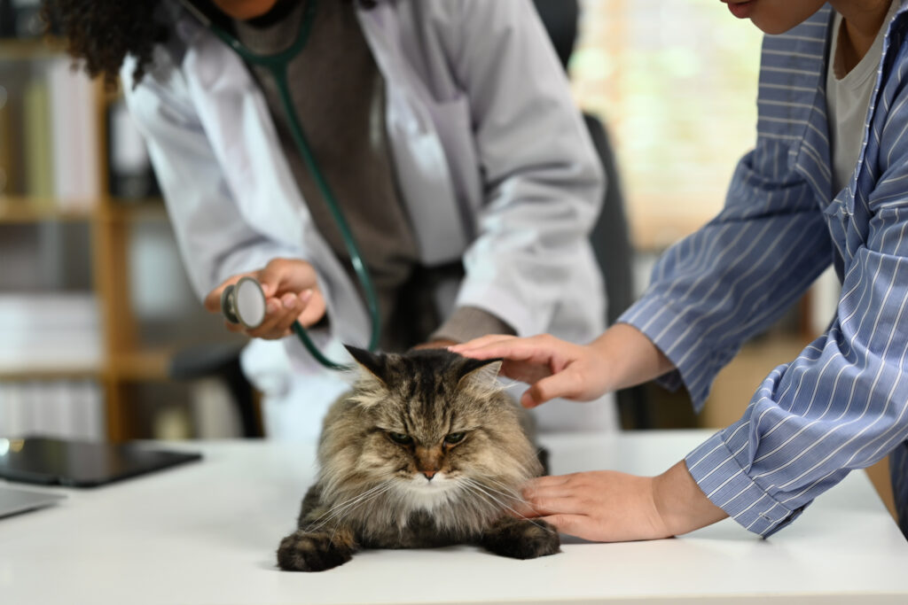 How Preventive Care Supports Long-Term Health 