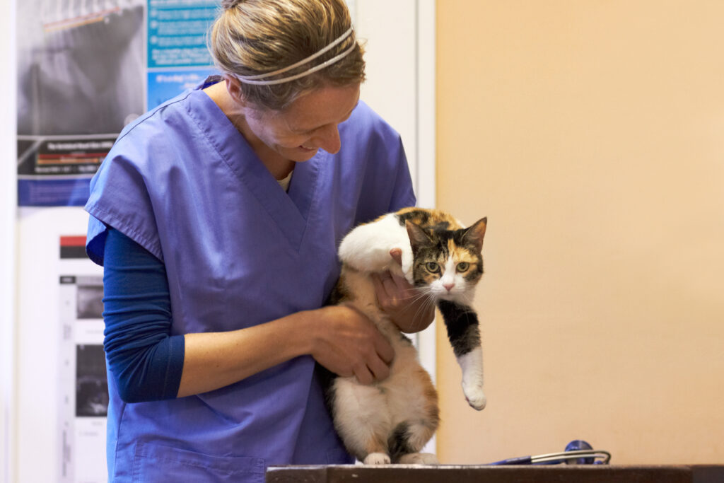 Essential Services Included in Pet Preventive Care